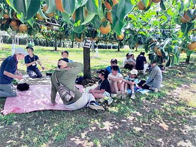 Pear Picking Tour