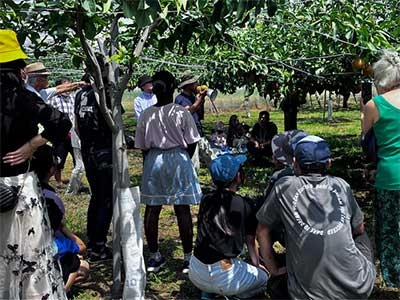 Pear Picking Tour