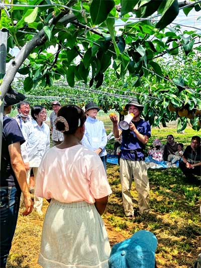 Pear Picking Tour