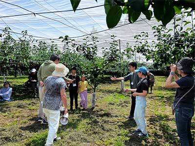 Pear Picking Tour