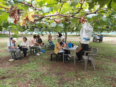 ぶどう狩りツアー